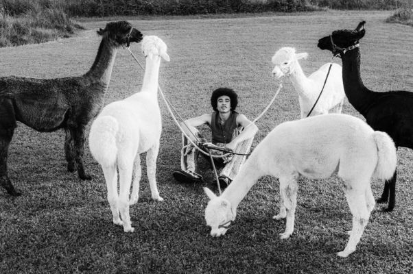 Freddy, sitzend, im Kreis von fünf Alpakas, schwarz-weiß