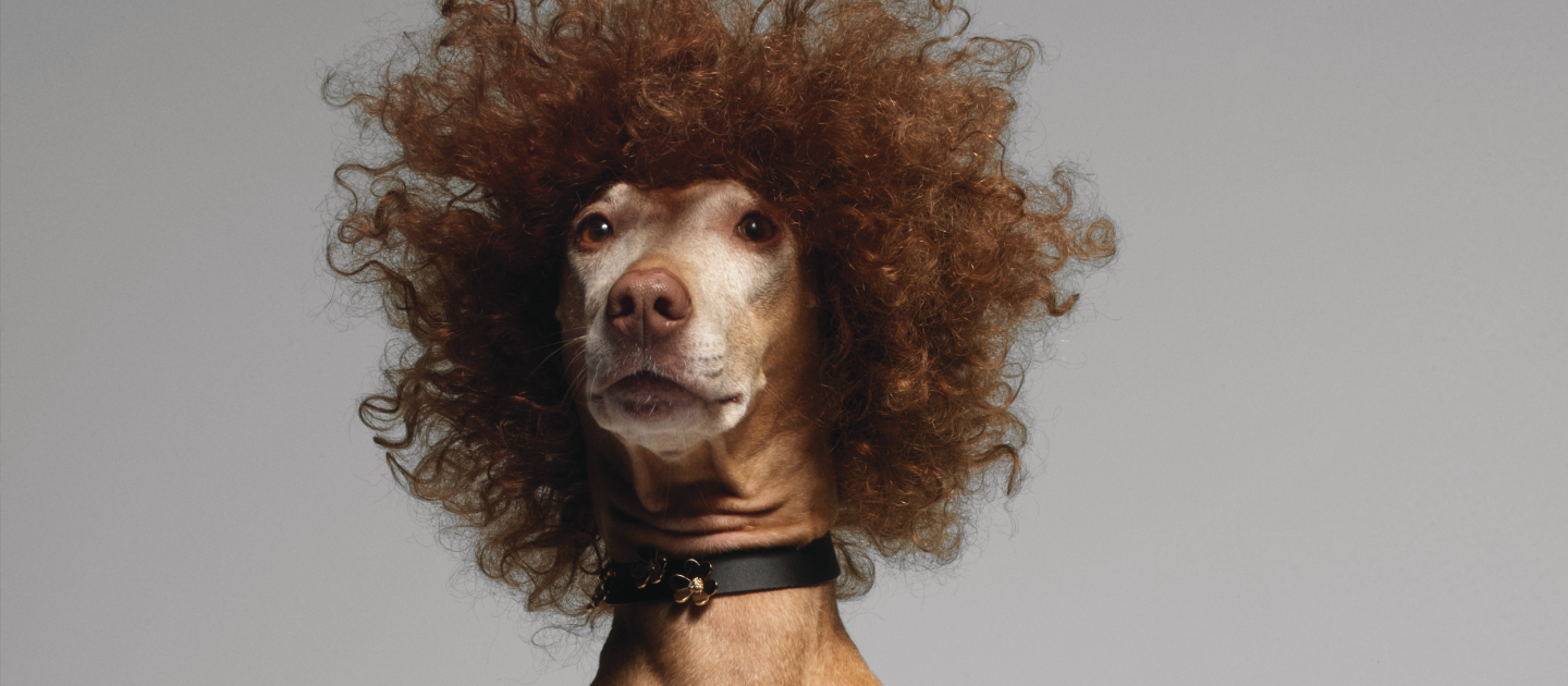 Plakatmotiv zu Animal Farm. Das Bild zeigt einen hellbraunen Hund mit einer braunen, lockigen Perücke.