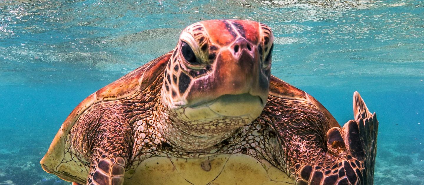 Eine Schildkröte unter Wasser, die den Stinkefinger in die Kamera zeigt.
