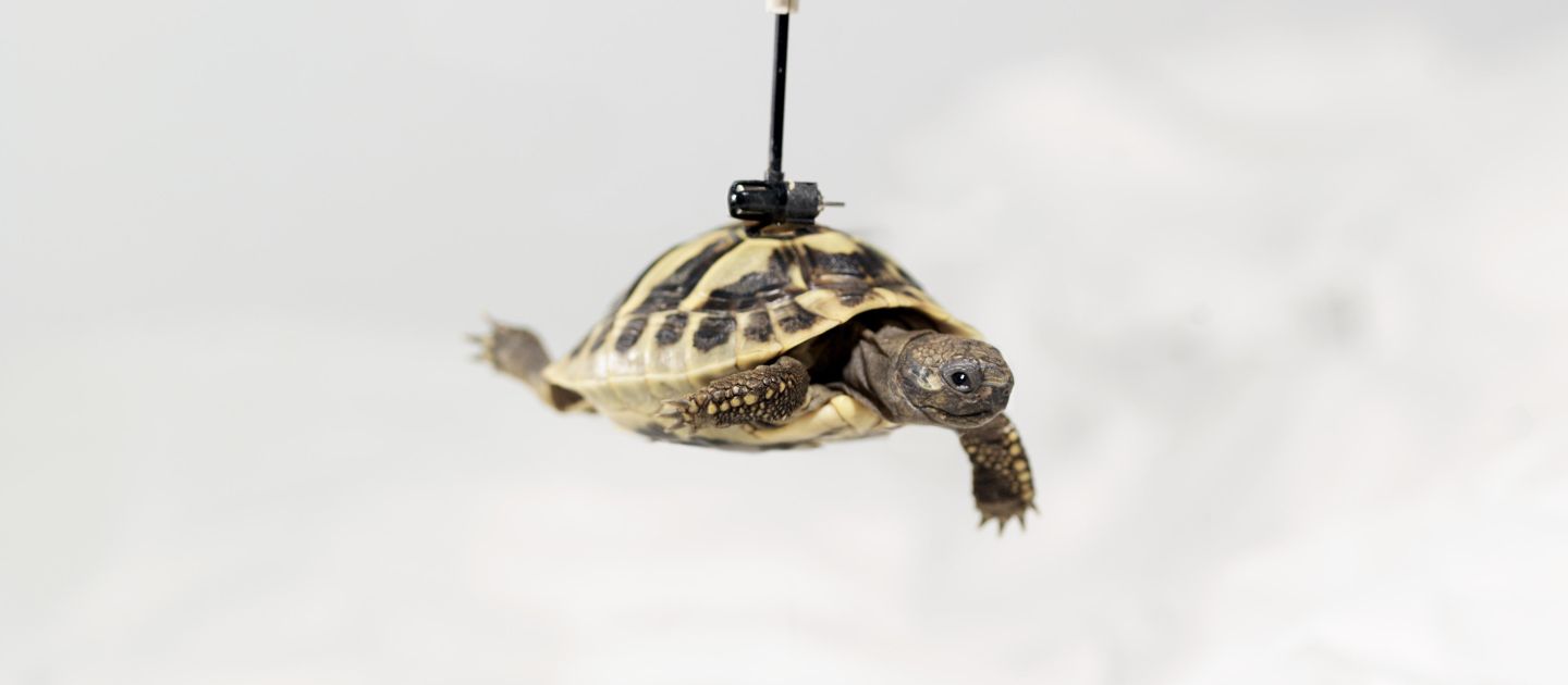 Eine kleine Schildkröte fliegt mithilfe eines Propellers vor weißem Hintergrund.