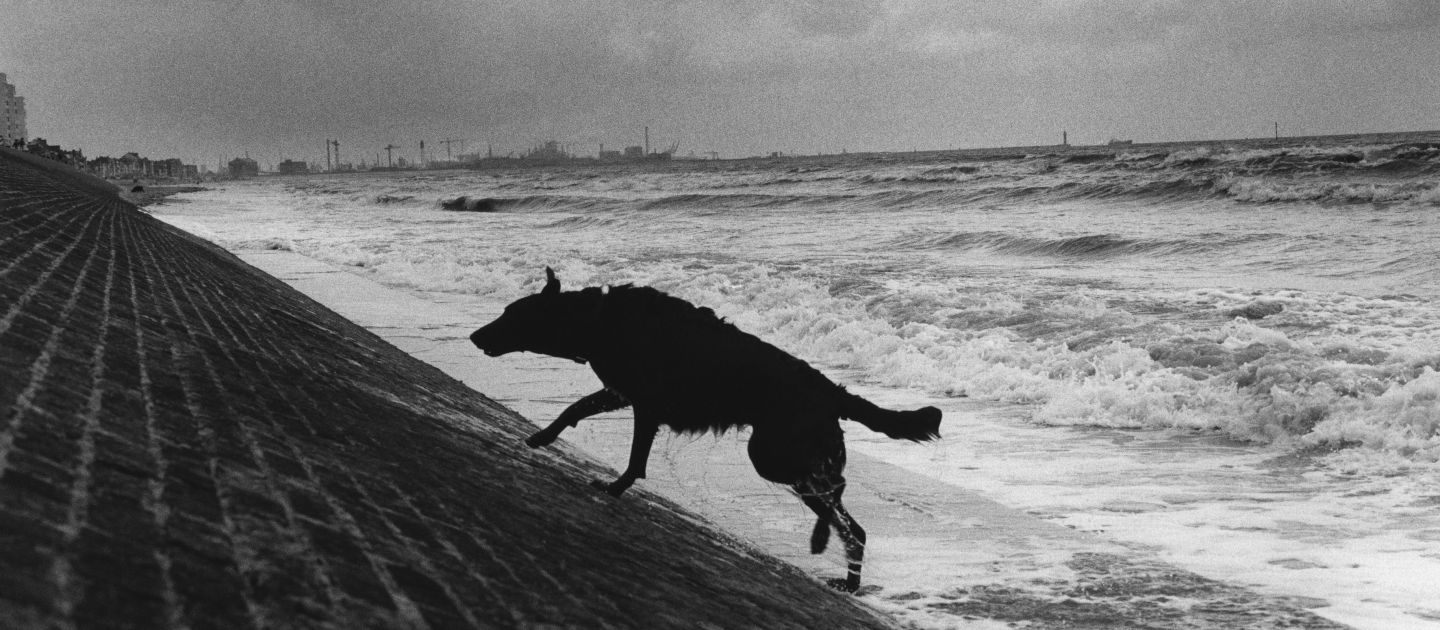 Schwarzweiße Aufnahme eines Hundes, der eine schräge Uferbefestigung am stürmischen Meer hinaufläuft.