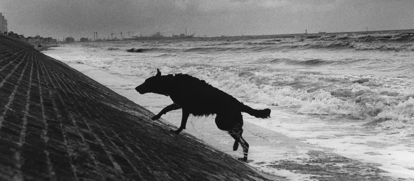 Schwarzweiße Aufnahme eines Hundes, der eine schräge Uferbefestigung am stürmischen Meer hinaufläuft.