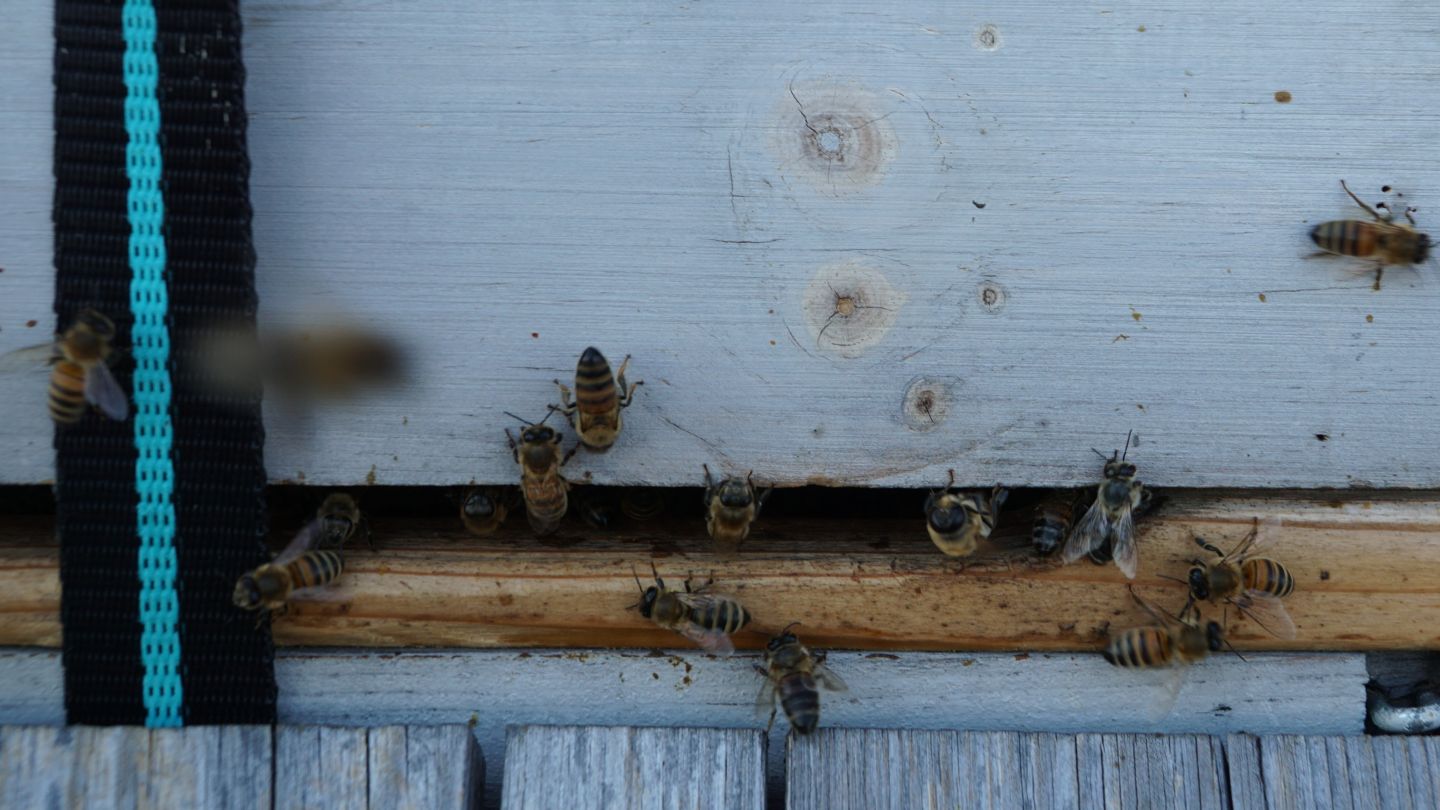 Bienen im Bienenstock