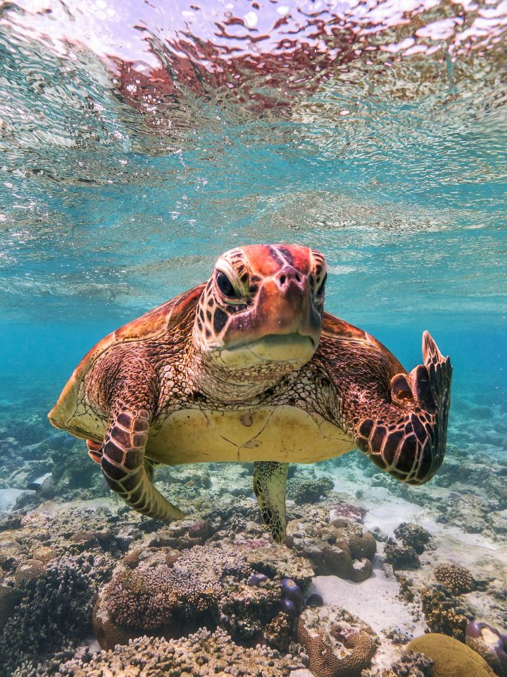 Eine Schildkröte unter Wasser, die den Stinkefinger in die Kamera zeigt.