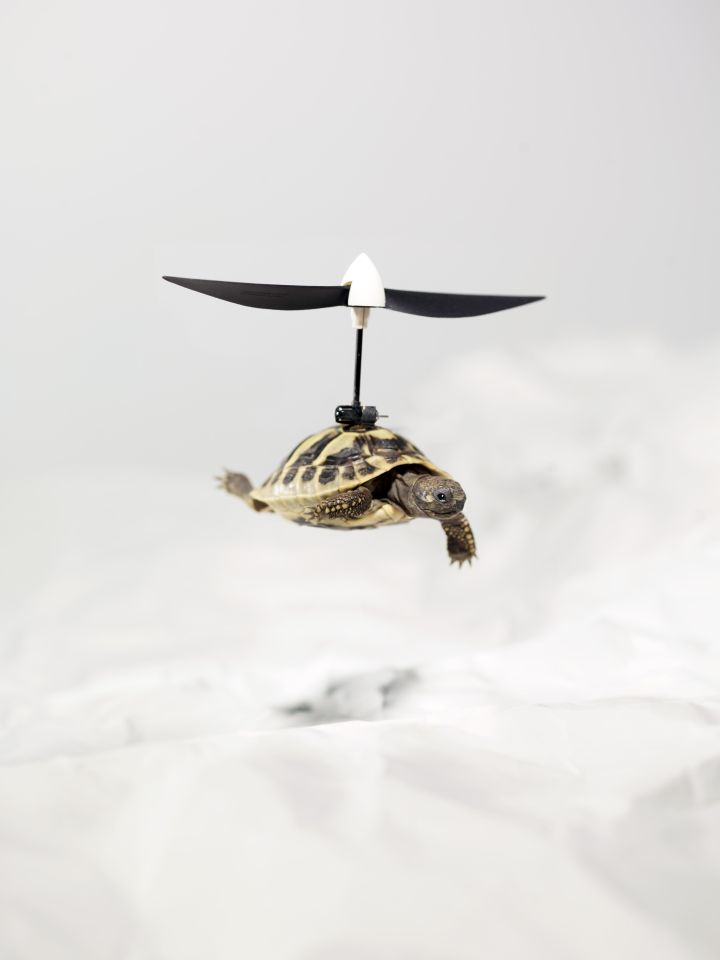 Eine kleine Schildkröte fliegt mithilfe eines Propellers vor weißem Hintergrund.