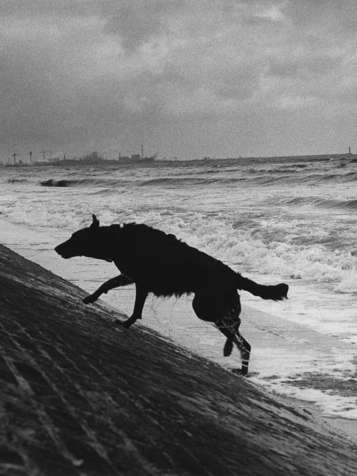Schwarzweiße Aufnahme eines Hundes, der eine schräge Uferbefestigung am stürmischen Meer hinaufläuft.
