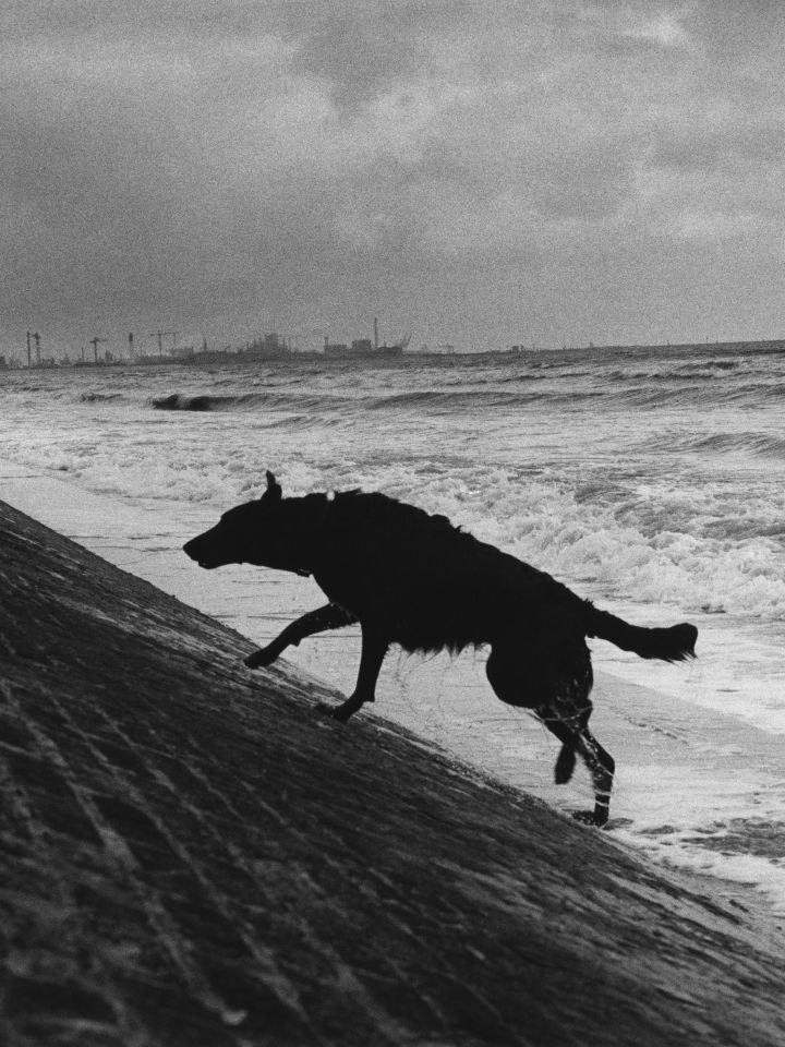 Schwarzweiße Aufnahme eines Hundes, der eine schräge Uferbefestigung am stürmischen Meer hinaufläuft.