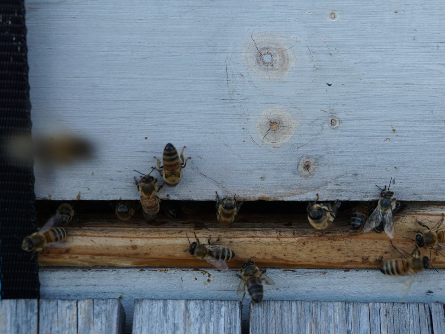 Bienen im Bienenstock