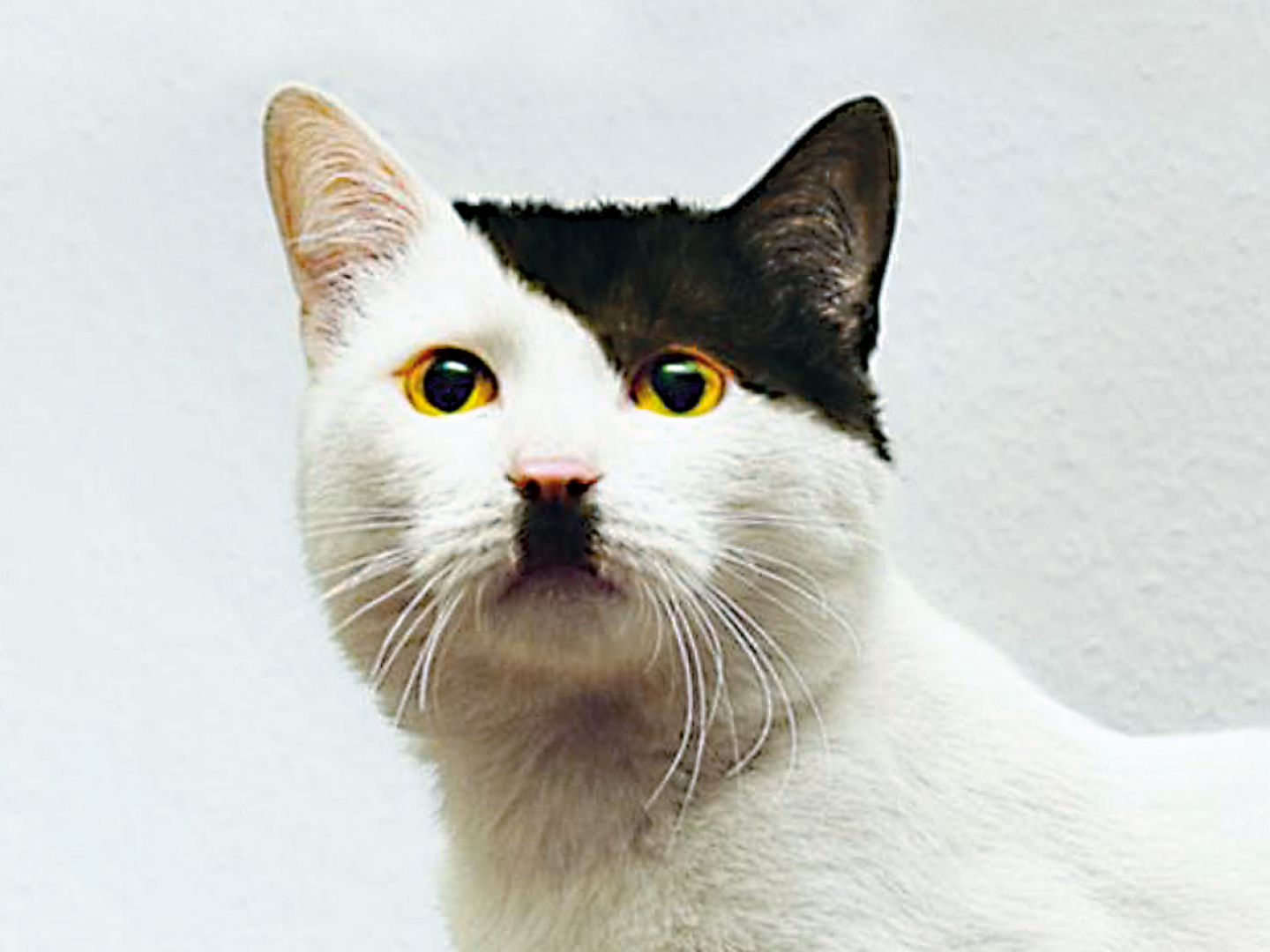 Eine Katze mit Bart unter der Nase