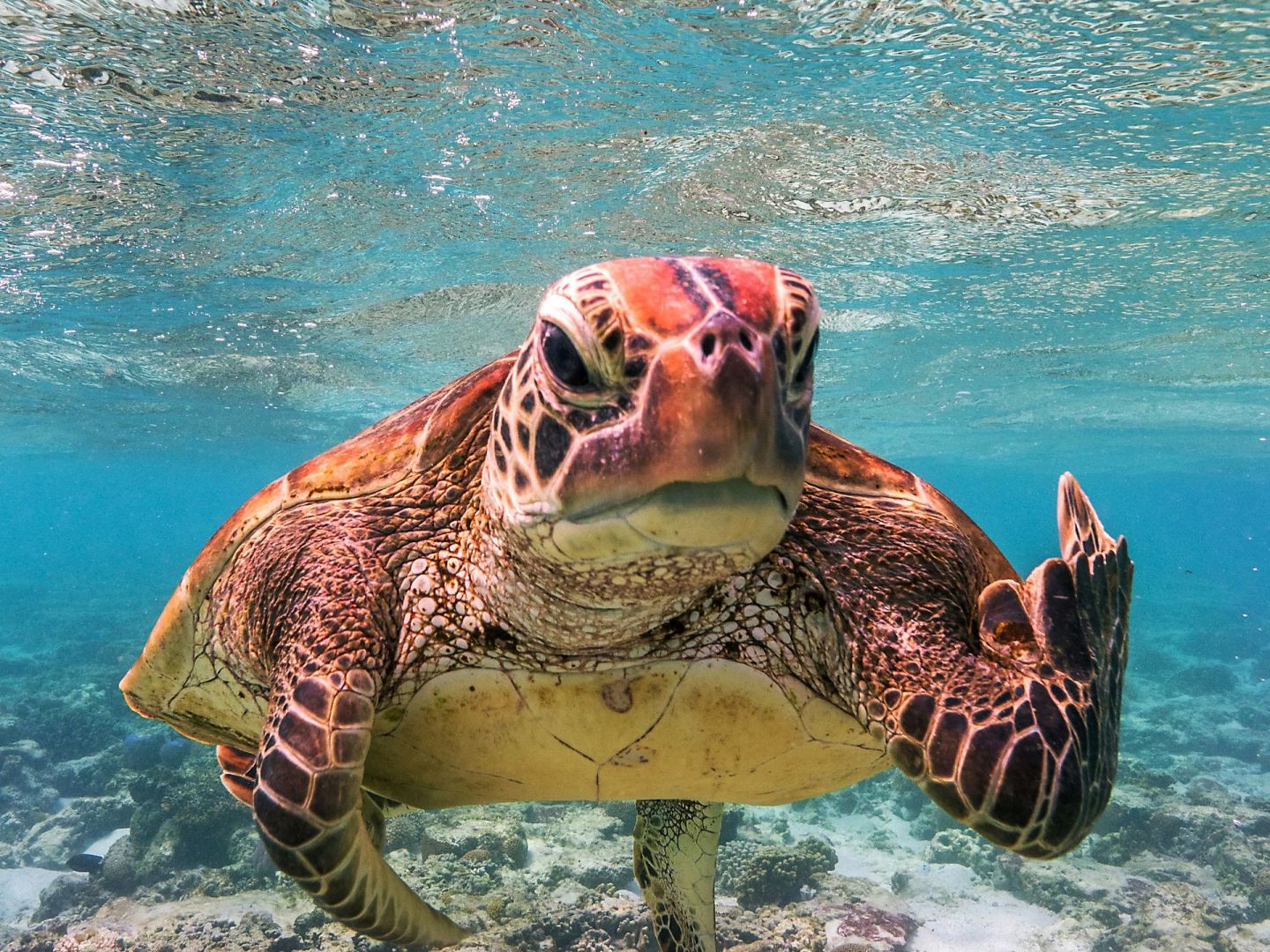 Eine Schildkröte unter Wasser, die den Stinkefinger in die Kamera zeigt.