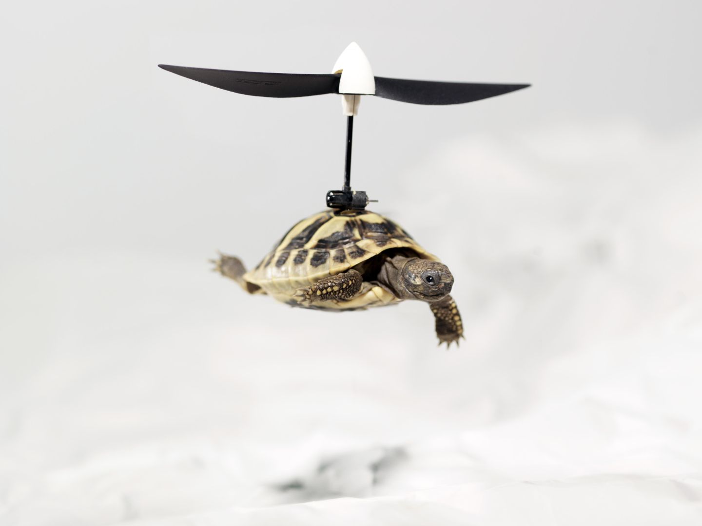 Eine kleine Schildkröte fliegt mithilfe eines Propellers vor weißem Hintergrund.