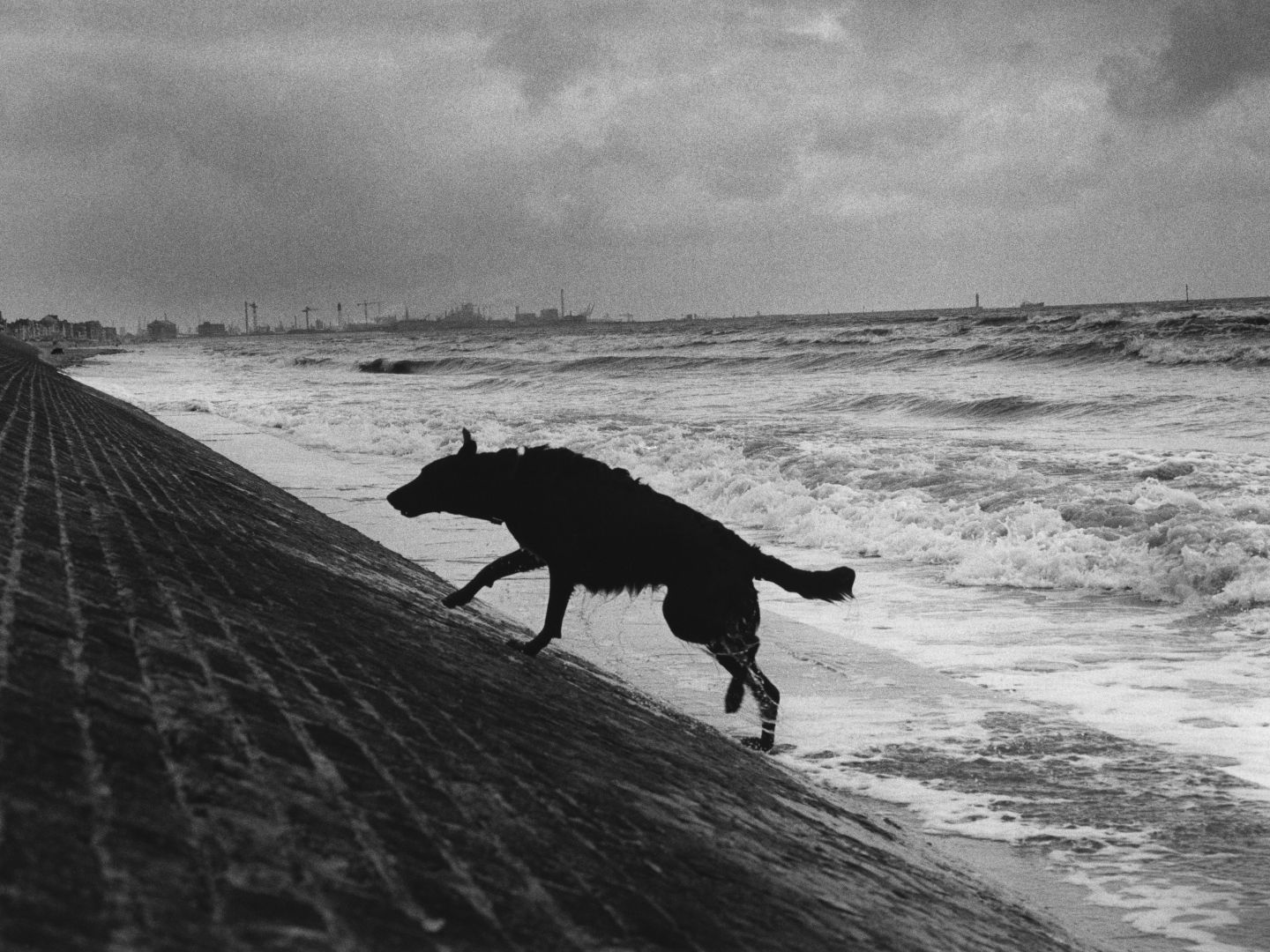 Schwarzweiße Aufnahme eines Hundes, der eine schräge Uferbefestigung am stürmischen Meer hinaufläuft.