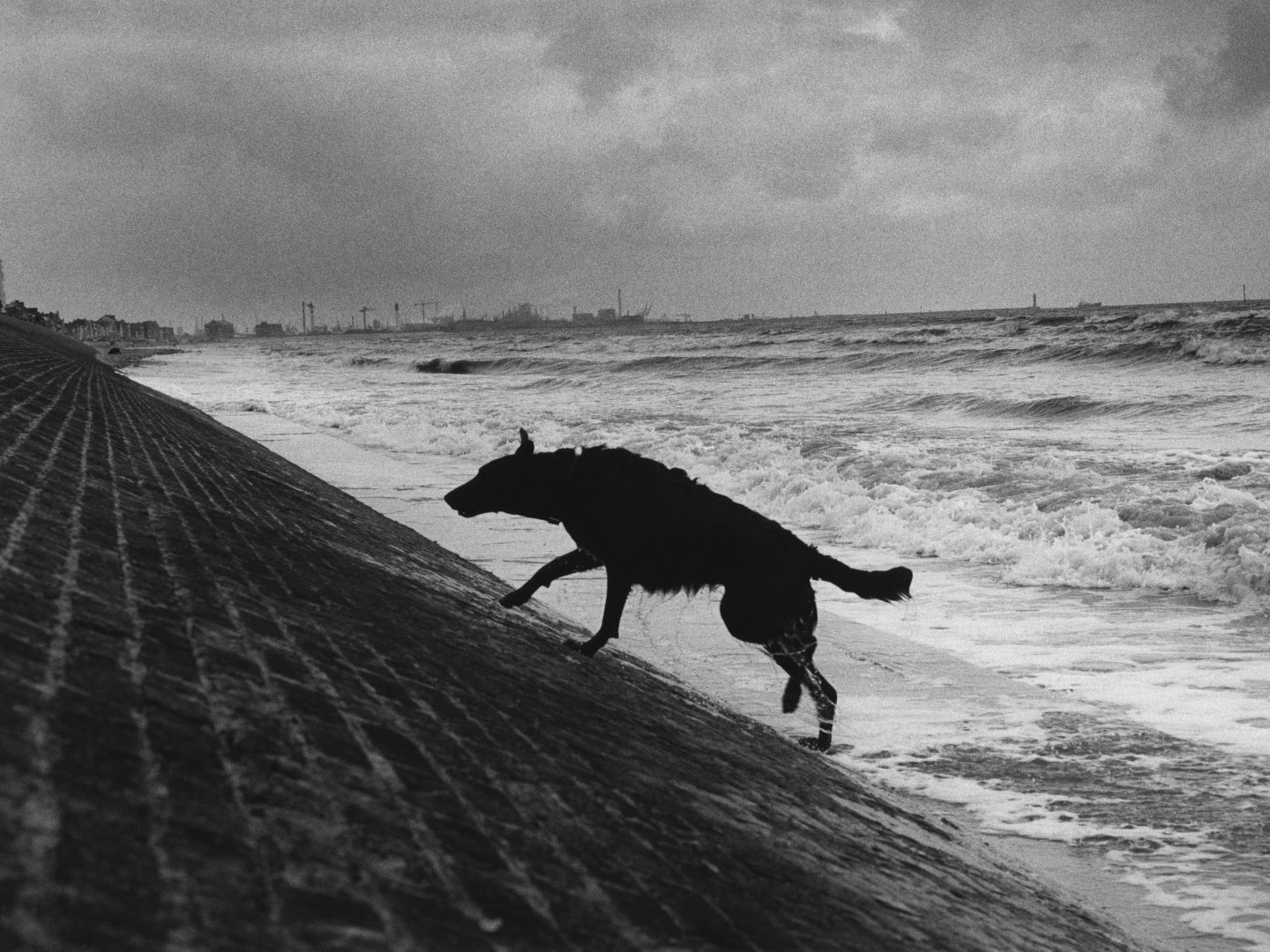Schwarzweiße Aufnahme eines Hundes, der eine schräge Uferbefestigung am stürmischen Meer hinaufläuft.