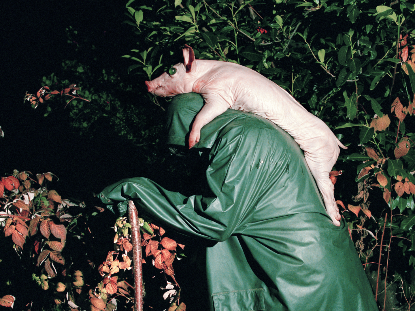 Eine Person in grünem Regencape trägt ein Schwein mit grünen Murmelaugen auf dem Rücken.