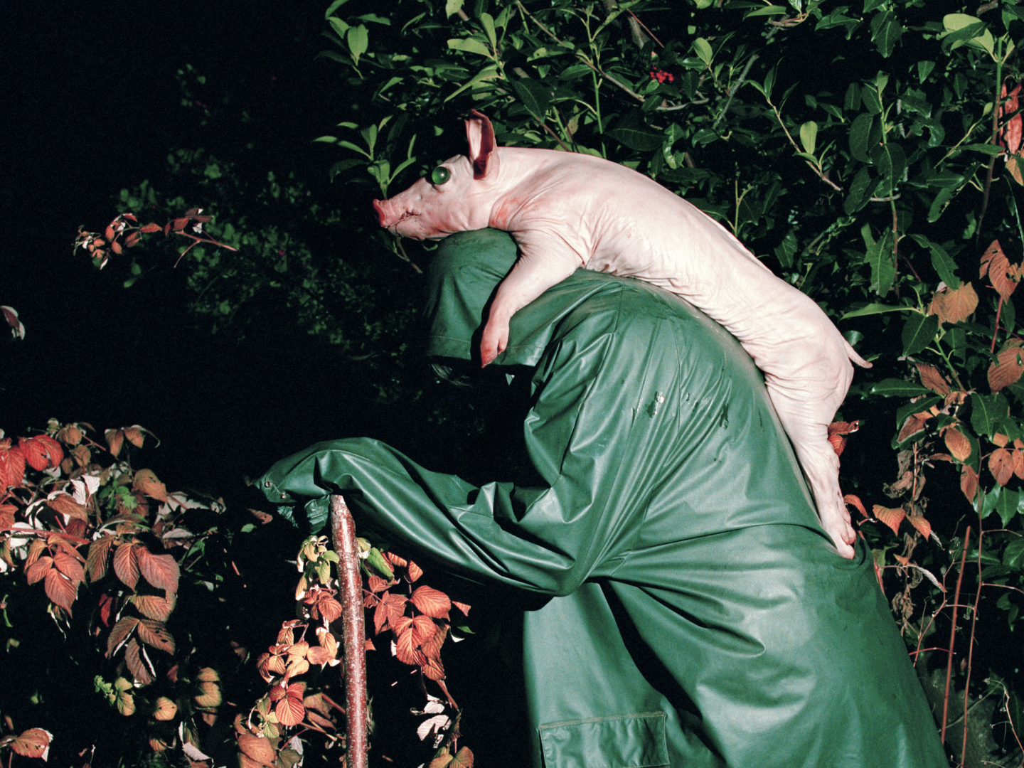Eine Person in grünem Regencape trägt ein Schwein mit grünen Murmelaugen auf dem Rücken.