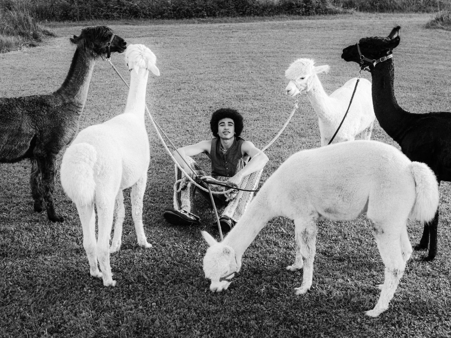 Freddy sitzend auf einer Wiese im Kreis von fünf Alpacas, schwarz-weiß.