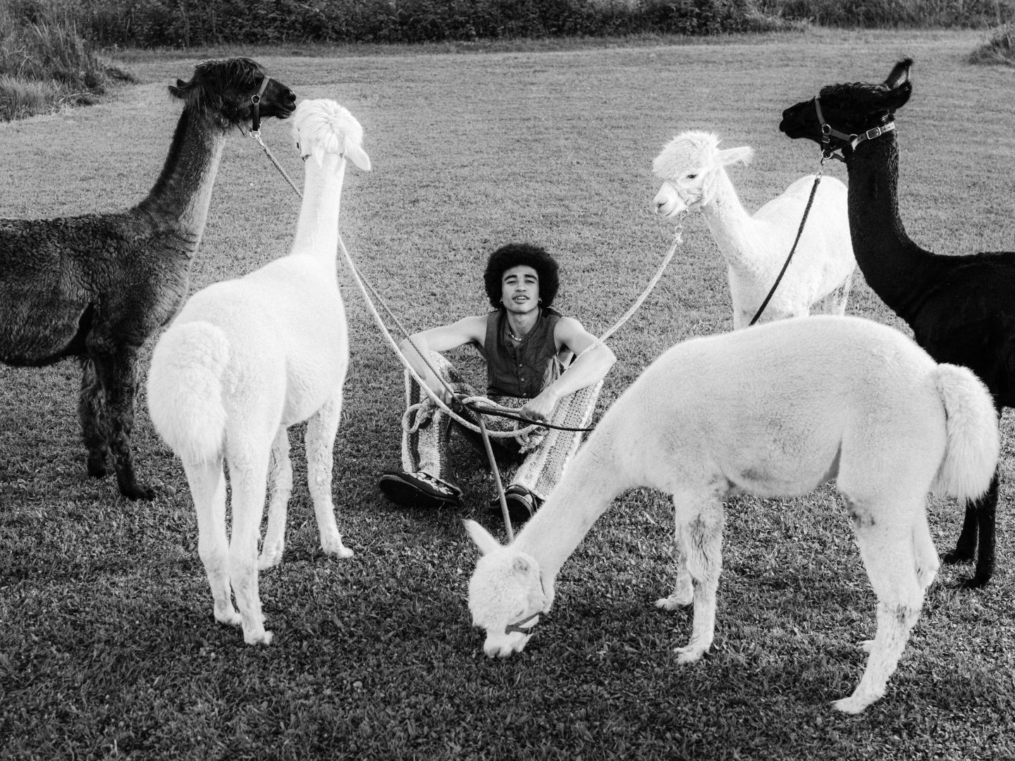Freddy sitzend auf einer Wiese im Kreis von fünf Alpacas, schwarz-weiß.